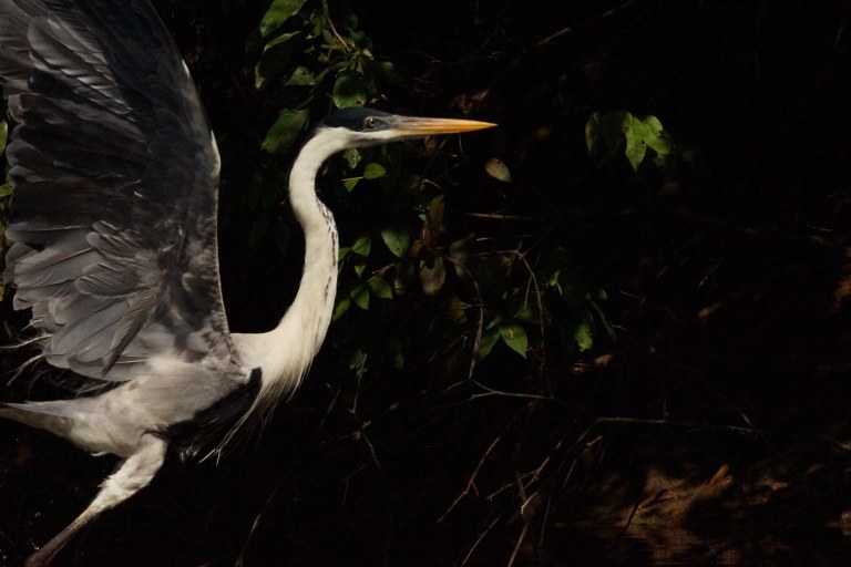 00013 vliegendereiger