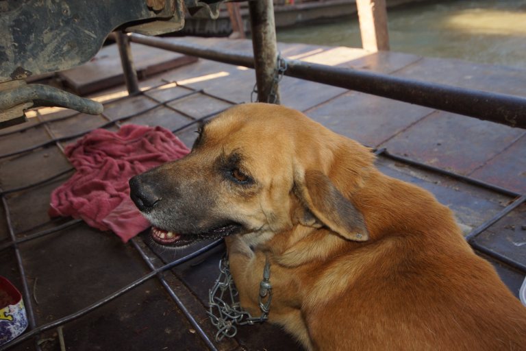 00021 hondjekoeienboot