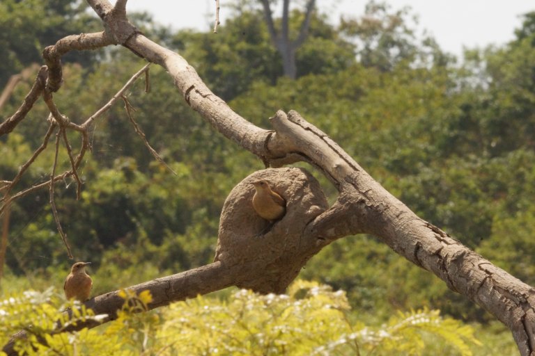 00028 vogelnest+vogel