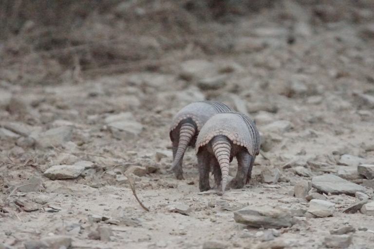 00046 gordeldieren.jpg