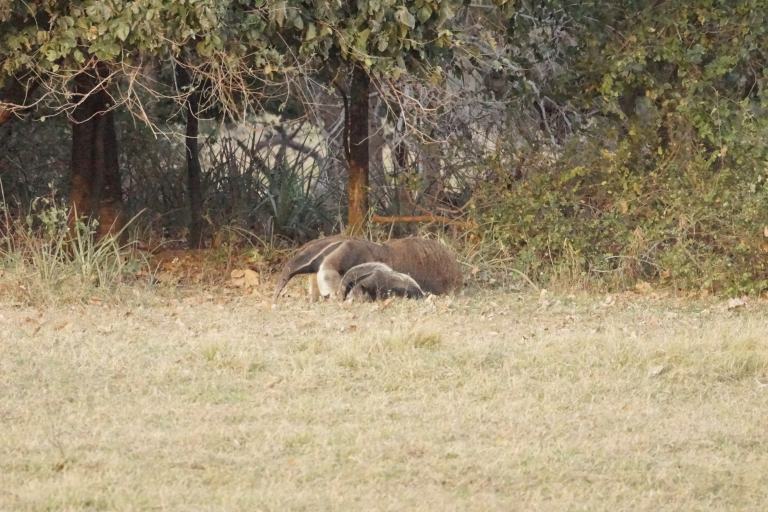 00063 miereneter+jong