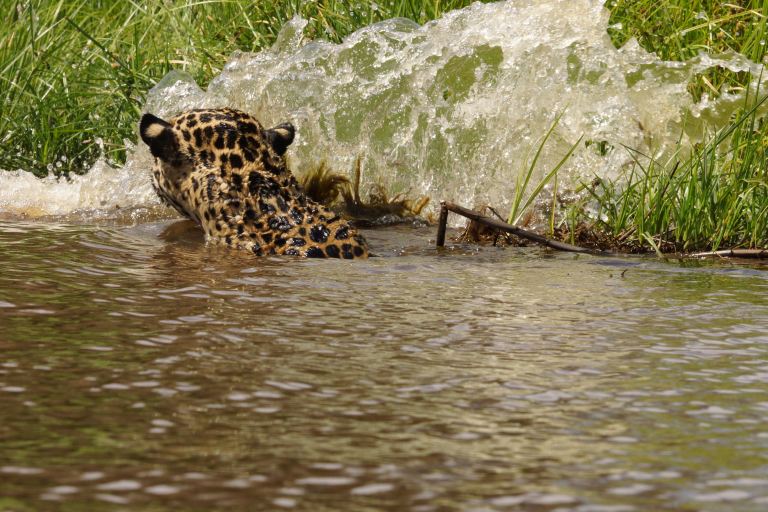 00109 jagendejaguar2