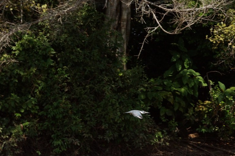 00147 ijsvogelvogelvlucht