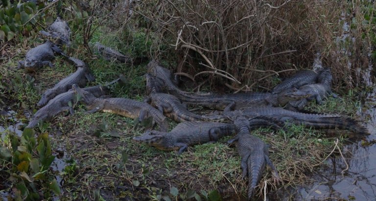 00171 stapelkaaijmannnen