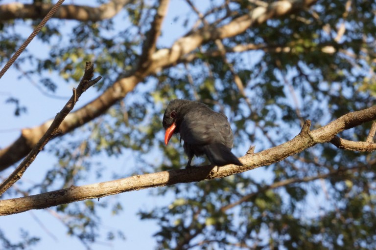 zwartevogeloranjesnavel