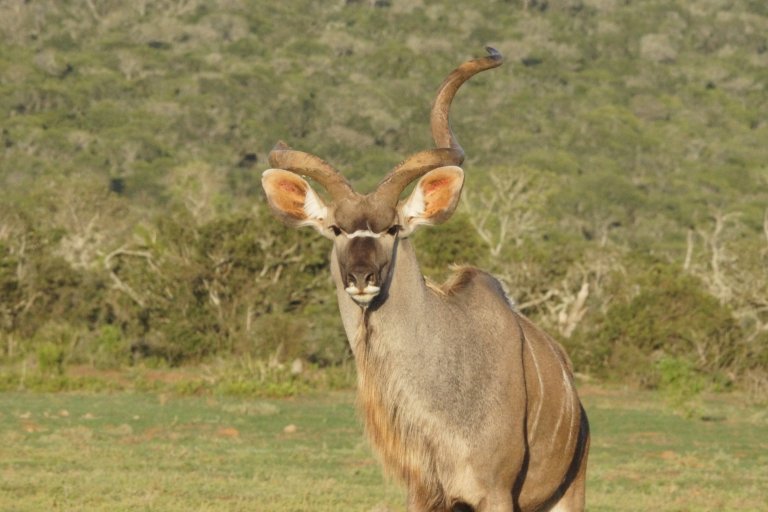 kudu
