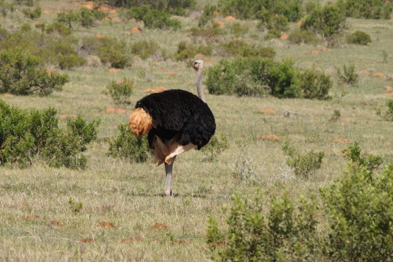 struisvogel