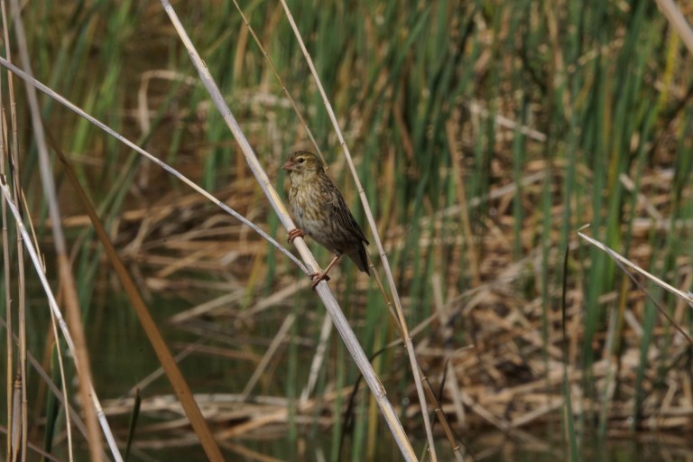 vogeltjebruinrietstengel