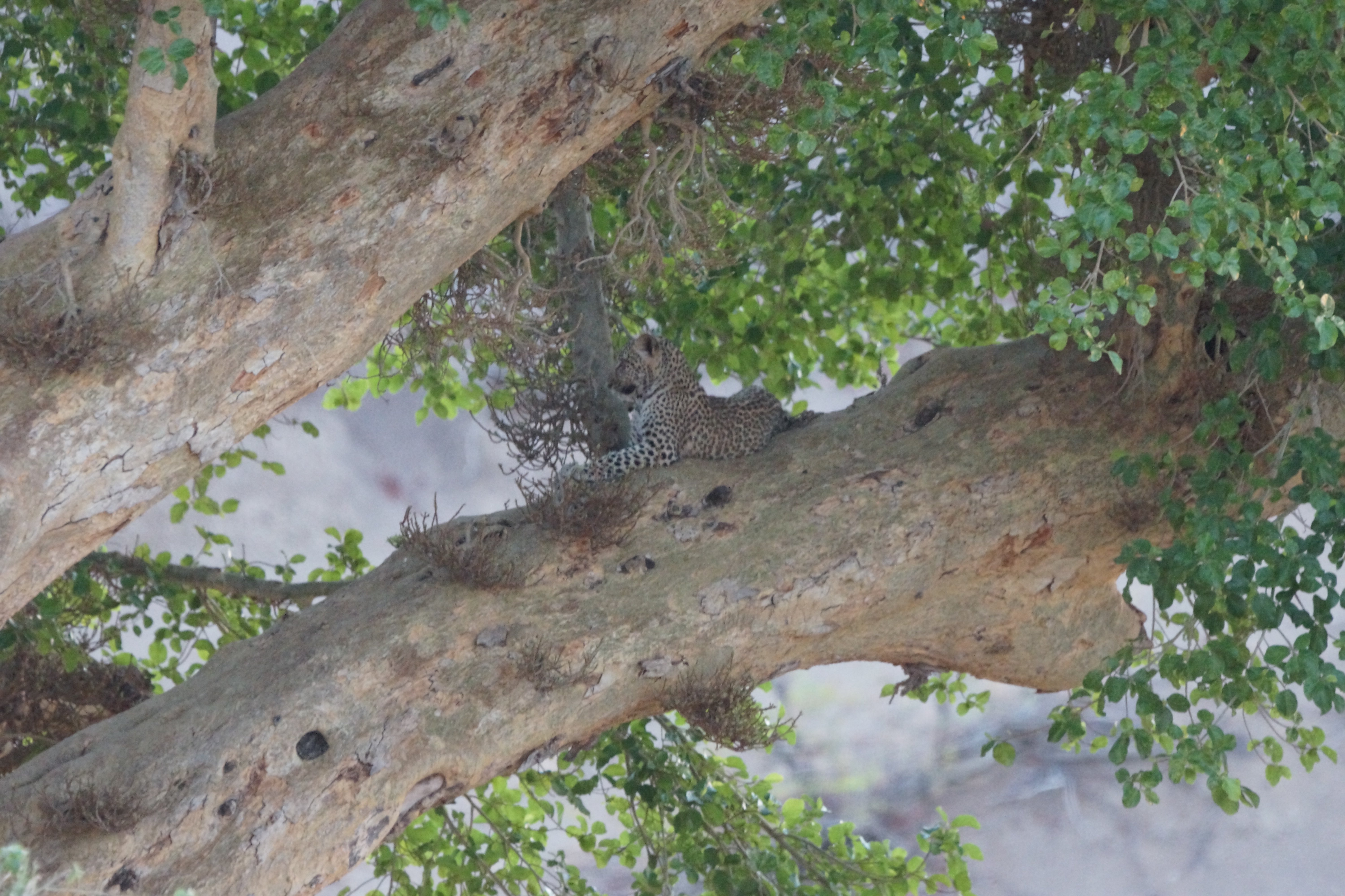 00011 luipaardjongboom