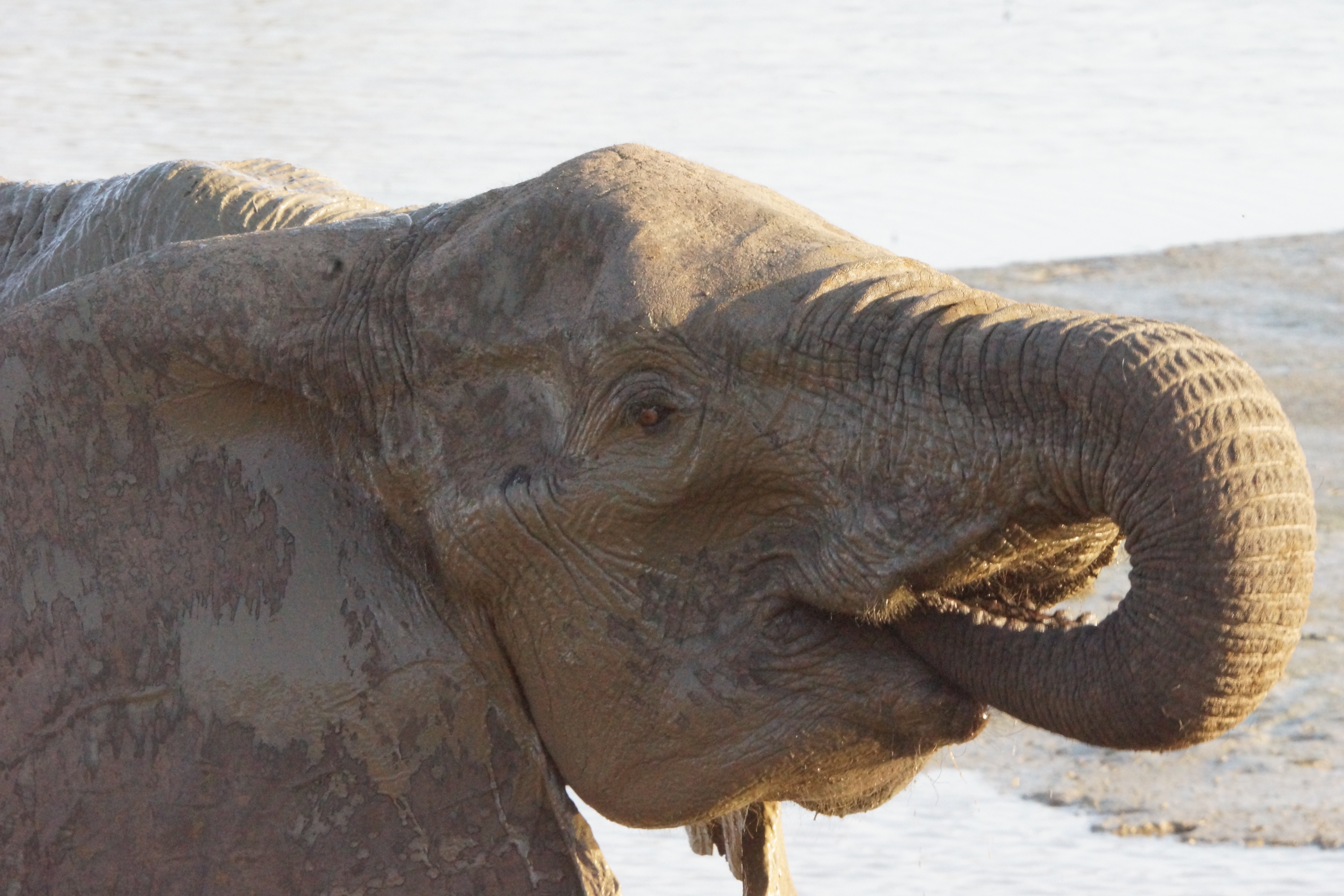 00020 olifantdrinken