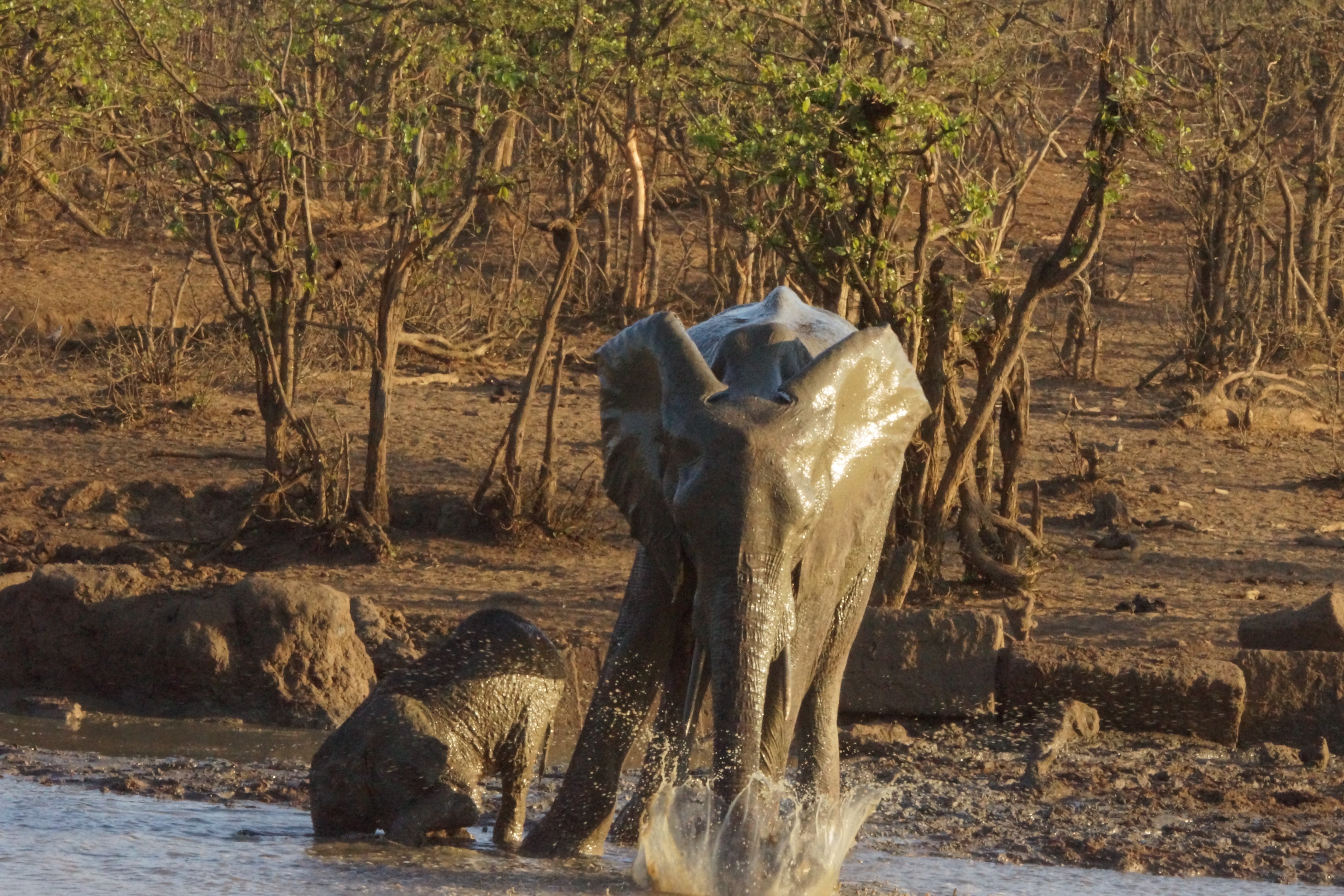 00022 olifantwater2