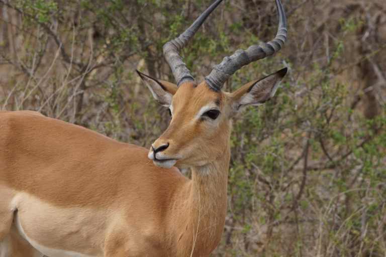 004 impala grasspriet