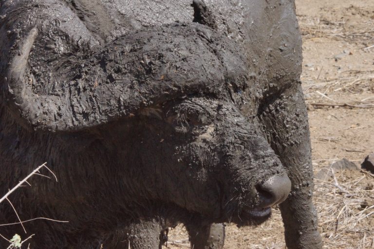 006 buffelcloseupmodder