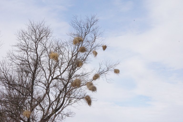 045 vogelnestjesboom