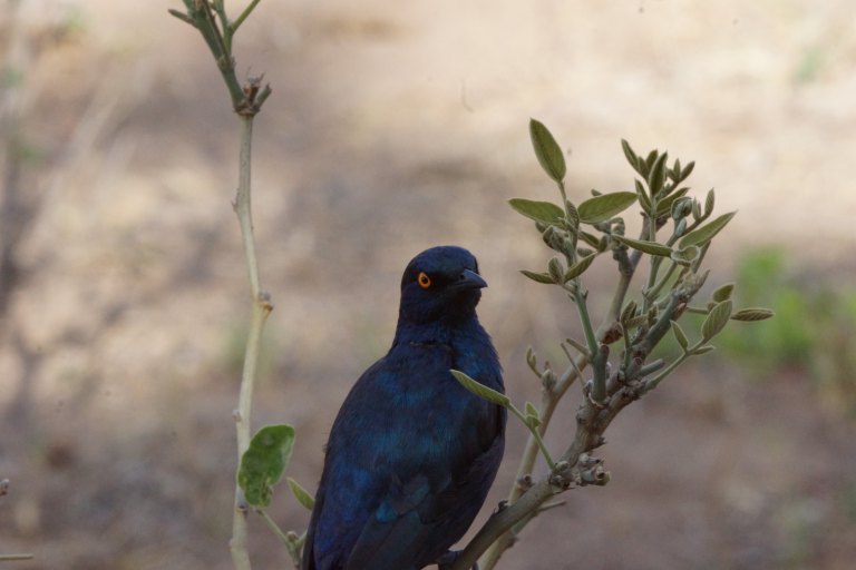 046 vogeltjeblauworanjeogen