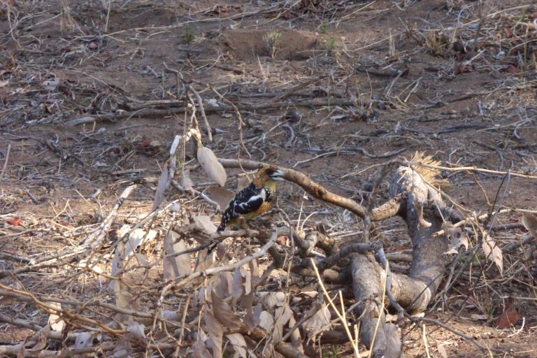050 vogeltjekleurgeel
