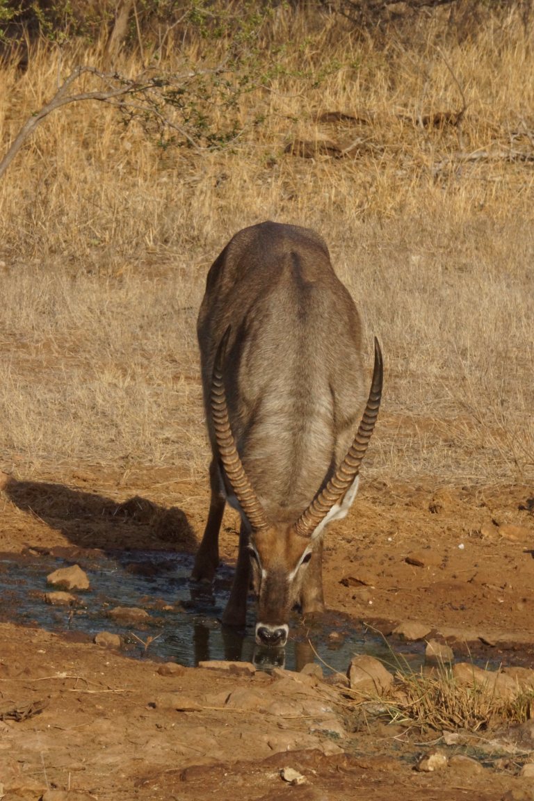 054 waterbokmandrinken