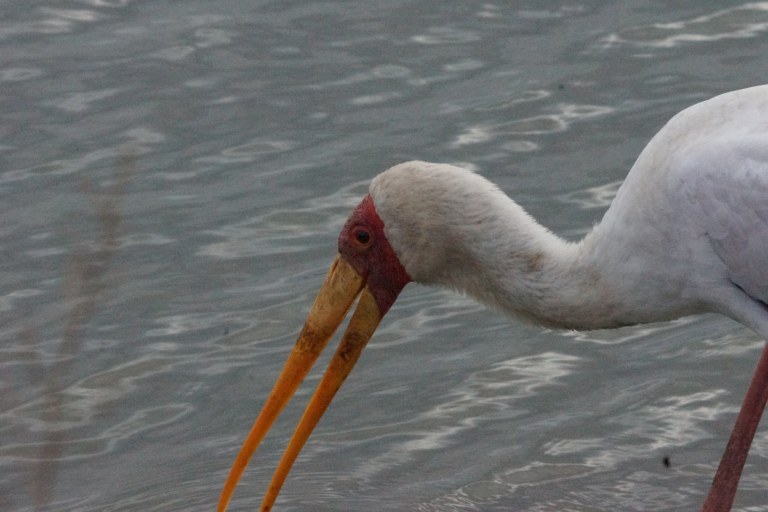 058 watervogelcloseup