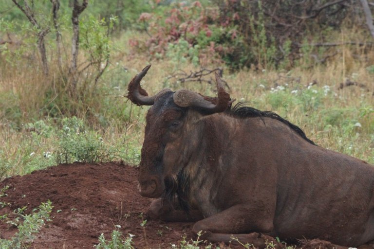 060 wildebeest