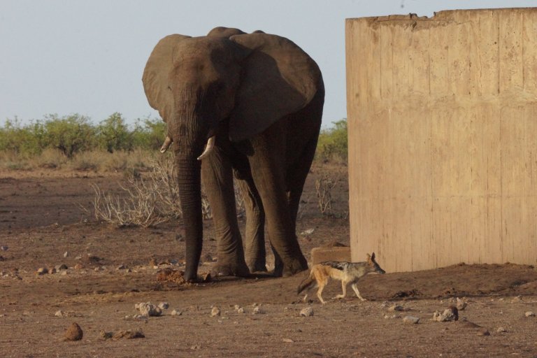 063 olifantjakhalswaterput