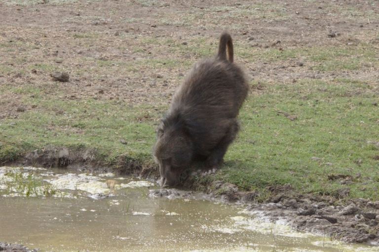 064 baboondrinkend