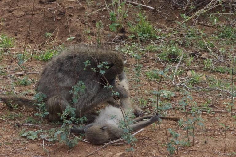 065 baboonvlooien