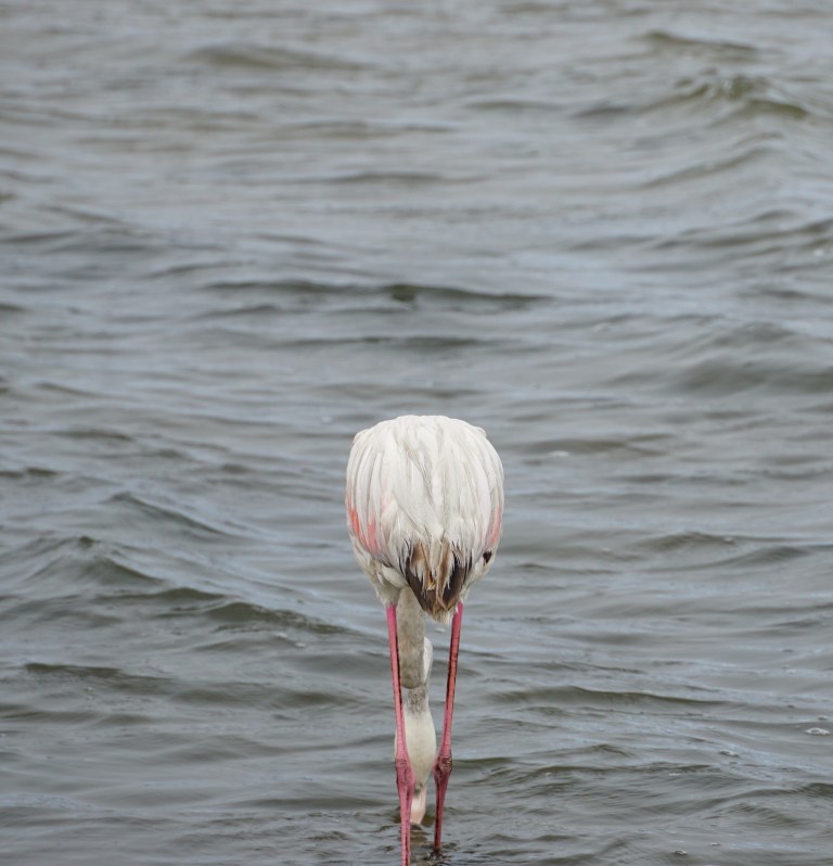 00024 flamingoachterkant
