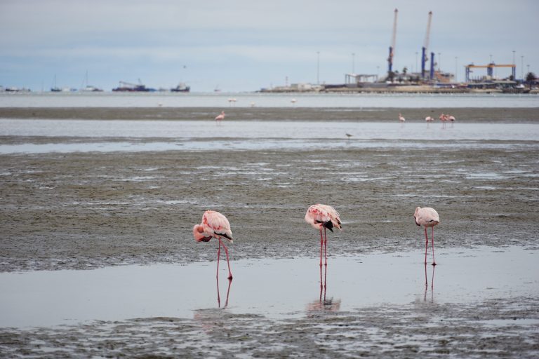 00028 flamingos2