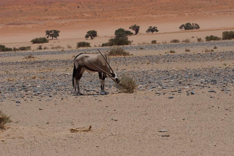 00030 gemsbok2